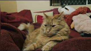 3 Years, 3 Times Bigger and 3 Times More Catlike