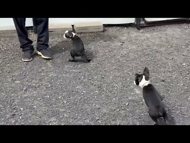 BOSTONS TERRIER dans Chiens et chiots à adopter à Thetford Mines