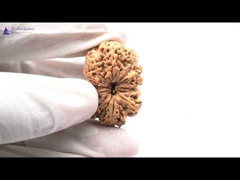 Rudraksha Product Image