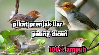 Download lagu Suara Pikat Prenjak Ribut (tarung) Dijamin Ampuh mp3