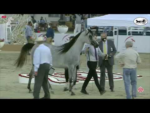 N 72 JINAN AL ZOBAIR   Sharjah International Arabian Horse Festival 2021   Fillies 2 Years Old Class