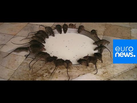 download lagu mp3 mp4 Rat Sniper, download lagu Rat Sniper gratis, unduh video klip Rat Sniper