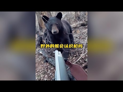野外的熊真的認識槍嗎？ #熊 #野生動物零距離 #槍