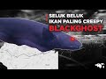 Ikan Hias Black Ghost Berasal Dari