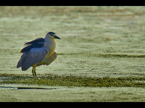Black-crowned Night-Heron hunts for food at Dusk!