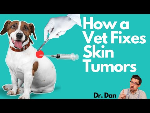 How a Vet diagnosis skin tumors with a needle or biopsy sample