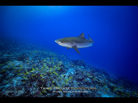 Private Expeditions Episode 0shark tagging