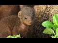 Mongooses Give Warthogs A Spa Day Serengeti III BBC Earth