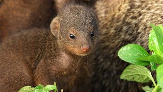 Mongooses Give Warthogs a Spa Day | Serengeti III | BBC Earth