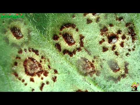 Come lottare con parassiti chi in noi Lo schiarimento che si riunisce da parassiti