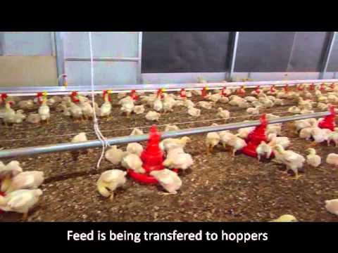 Automatic Pan Feeding System At Best Price In India