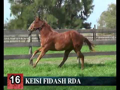 Lote 16- KEISI FIDASH RDA -- RINCON DEL AGUARA – LOS MONTEROS - 2017