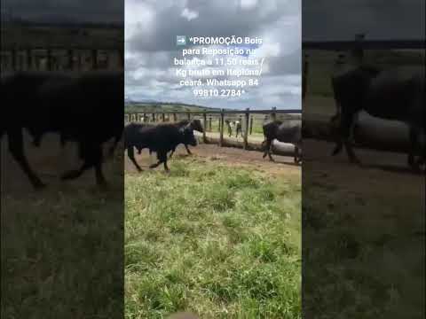 Bois para Reposição na balança a 11,50 reais / Kg bruto em Itapiúna/ ceará. ZAP 84 99810 2784*#gado