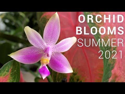 Orchids in Bloom Summer 2021