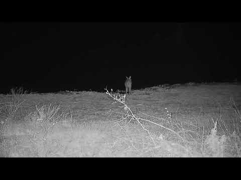 Djuma: Duiker nervously trying to drink at dam during all the wind - 04:21 - 09/30/21