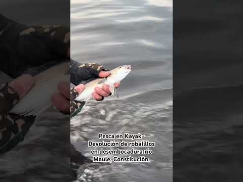Pesca en Kayak- Devolución de robalillos en desembocadura río Maule, Constitución