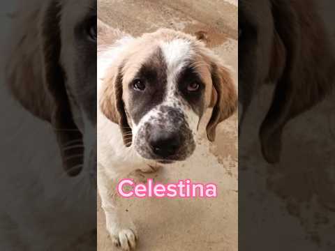 Celestina Cerca Casa | Incantevole cucciolotta simil Pastore #puppy #adoptdontshop #dog #sos #cane