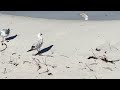 Seagulls Breakfast At The Shore