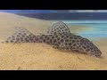 Hypostomus hermanni Hypostomus hermanni