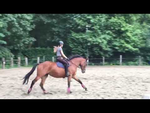 Ricolette v Arezzo VDL x Numero uno