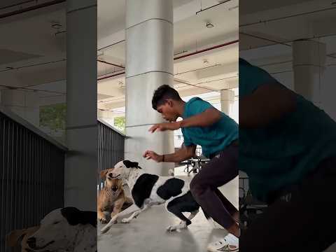 Hi ✌️ friend 24h viral video dog is best friend i love dog indian popular flip indian cute dog