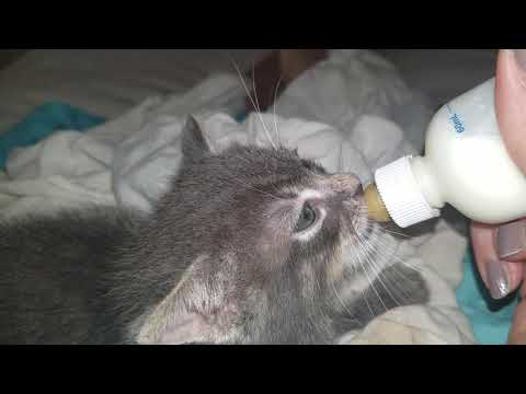6 week old kitten latched on to bottle of goat  milk