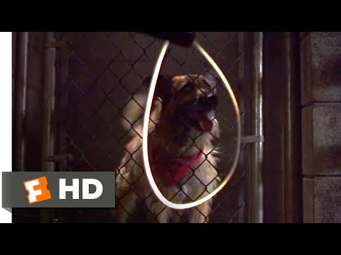 今、話しているのは誰だ (1993) - ドッグパウンドのシーン (1/10) | Movieclips (Look Who's Talking Now (1993) - At the Dog Pound Scene (1/10) | Movieclips)