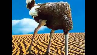 Frank Marino And Mahogany Rush - Norwegian Wood (This Bird Has Flown)