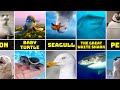A Turtle S Tale Characters In Real Life