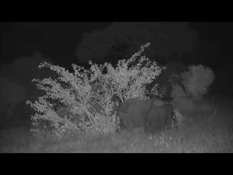 Djuma: Elephants and Hippo - 21:00 - 06/09/2023