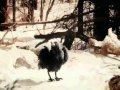 Bowerbirds - In Our Talons (with lyrics)