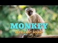 Monkey Repellent Sound