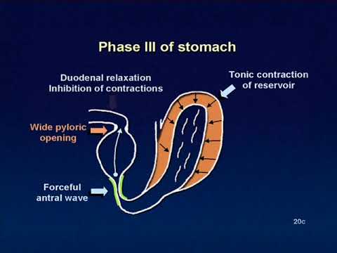 03 Phase III of stomach animation
