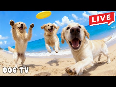 Live 24/7 TV for Dogs to Watch 🐶🐚 Seaside Playtime Music for Energetic Dogs & Calm Balance 🐾✨
