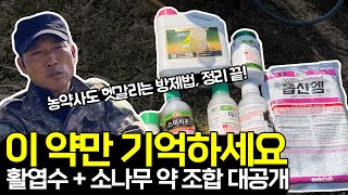 봄철 나무 방제, 이 약 조합이면 끝! 20년 나무농사 고수의 노하우 공개!