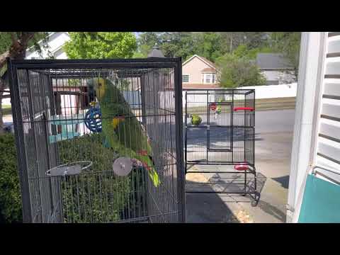 Rutina de los sábados con mis loros/loros asustados porque los gavilanes los persiguen/que hace Jaco