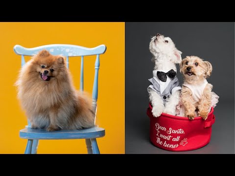 Amazing dogs videos|amazing dogs | funny dogs