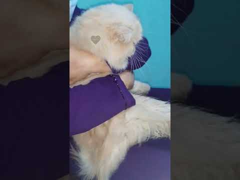 Bruno & Pikur vaccination day😺🖤