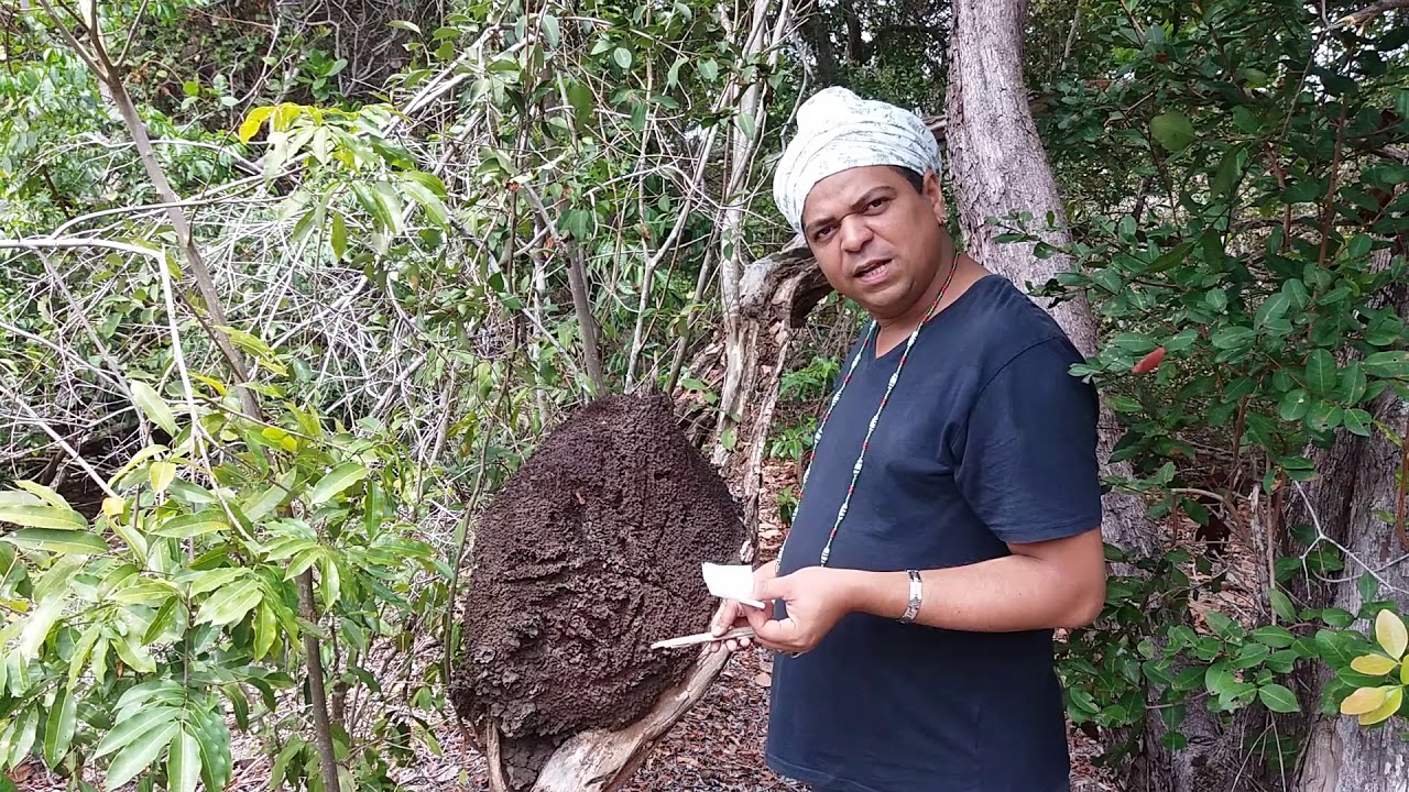 Simpatia Do Cupim Para Derrubar Inimigos
