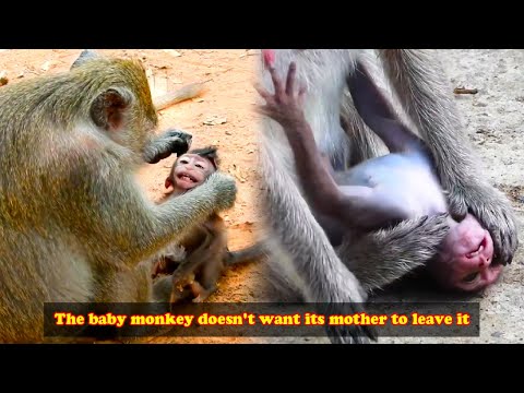 The baby monkey clung to its mother, not wanting her to leave it.