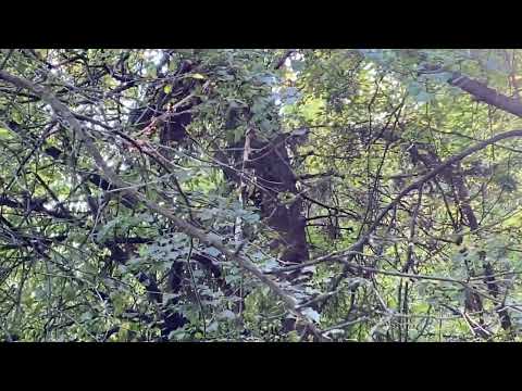 Pensiunea Domnescu, Sălişte - relaxare în natură