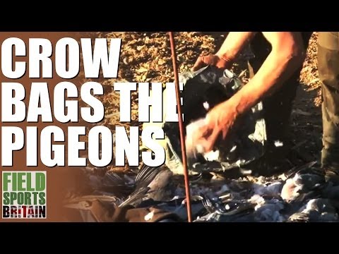 Fieldsports Britain – Crow bags the pigeons