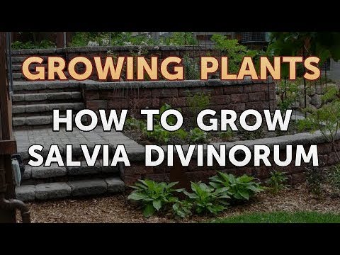 How to Nurse a Dying Ivy Plant Back to Life