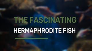 HERMAPHRODITE FISH