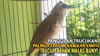 Download lagu Trucuk BETINA memanggil Jantan Suara Birahi Ngecuplik 100% pancingan trucukan gacor agar BUNYI EMOSI mp3 Download lagu Trucuk BETINA memanggil Jantan Suara Birahi Ngecuplik 100% pancingan trucukan gacor agar BUNYI EMOSI mp3