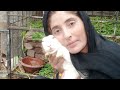 Hot Aunty Vlogs Sexy Vlog Hot Vlogs Sexy Sobia Vlogs Pets Vlog Khumry Birds