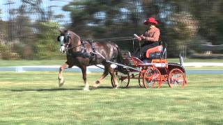 preview picture of video 'Tara Crowley Dressage Garden State CDE 2013'