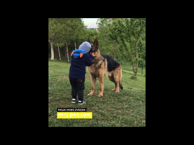 Flok – Video natečaj 2020 – Revija Moj Pes #Flok #MojPes