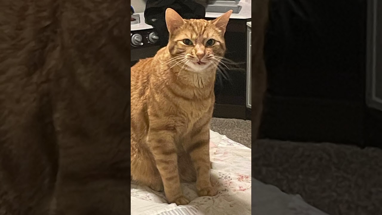 CatFu #cats #newcontent #trending #viralvideo #viralshort #youtubeshorts #fyp #foryou #cute #shorts