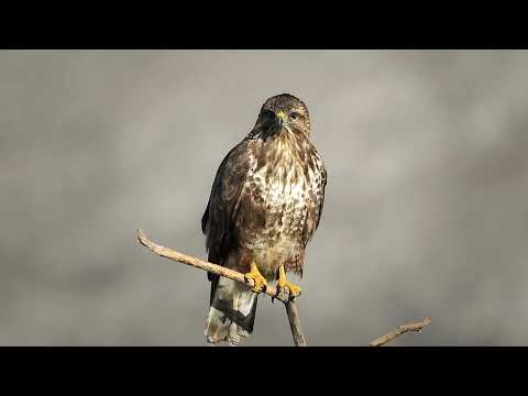 Common buzzard with sounds